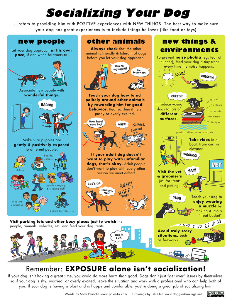 Socialising-Your-Dog - From A Dog's View